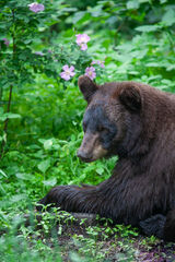 Black Bear Photo #3 