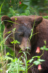 Black Bear Photo #4 