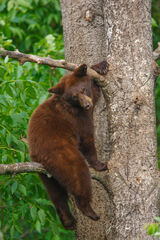 Black Bear in a tree 