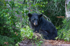 Forest Black Bear 