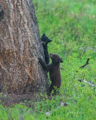 Black Bear cubs in tree Picture