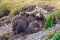  Grizzly/Brown Bear cubs nursing picture