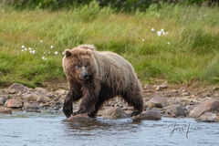  Brown Bear picture 112