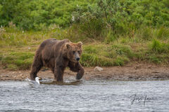 fishing Grizzly/Brown Bear picture fishing 115