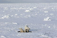 Polar Bears on Ice