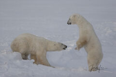 Fighting Polar Bears