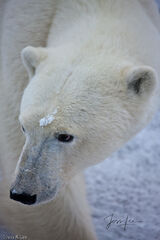 Majestic Polar bear 