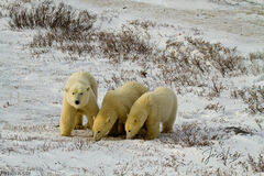 Polar Bear Trio