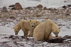 Polar Bear Family 