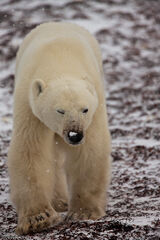 Polar Bear Snow Nose 
