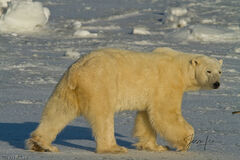 Polar Bear Glance 