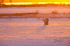 Sunrise Polar Bear 