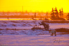 Polar Bear Magic Morning 