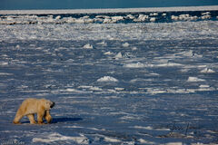 Polar Bear Country 