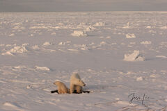 Polar Bear on the open ice Photo