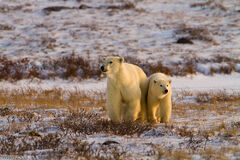 Polar Bear Photo
