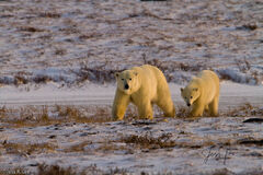 Traveling Polar Bears