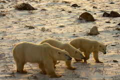 Polar Bear Trio 
