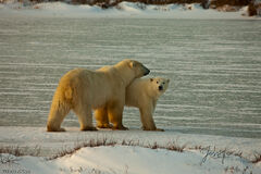 Polar Bear mom and yearling 