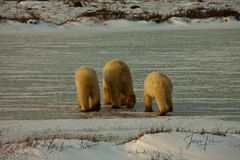 Yearling Polar Bears and Mom