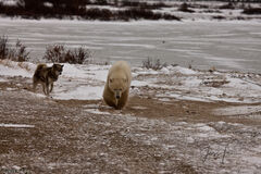 Polar Bear and husky