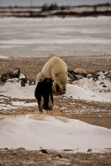 Polar Bear and sled dog
