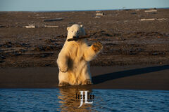 Polar Bear reflecting  