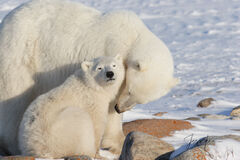 Polar Bear Mother and Cub 