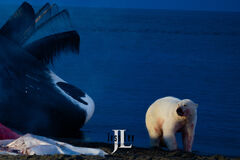 Polar Bear and whale