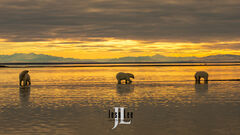 Three Polar Bears