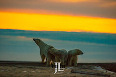 Polar Bear Family Sunset