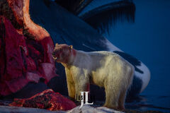 Bloody Polar Bear and Whale