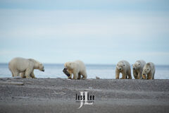 Polar Bear Stand Off