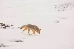 Coyote Photo 18