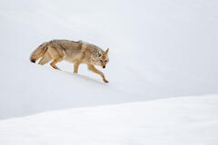 Coyote Photograph 3