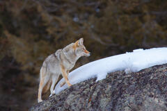 Coyote Photograph 6