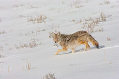 Coyote Photo 5