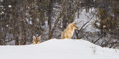 Coyote Photo 