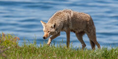 Coyote Photograph 5