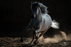 Andalusian Stallion Brio Photo EPW2_4263