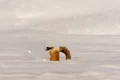 Fox-photo-28