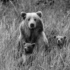 Grizzly Mom and Cubs  B&W