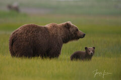 Brown Bear mom and cub Photo 124