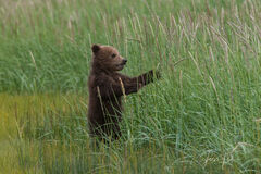 Brown Bear Play Time