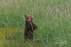 Brown Bear Cub Standing 