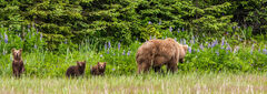 Brown Bear and cubs Photo