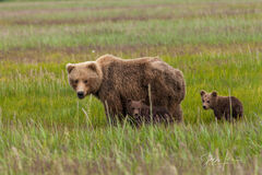 Brown Bear Cubs Photo 135