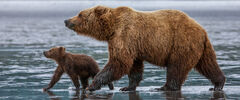 Brown cub Grizzly Bear Photo 139