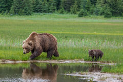 Brown Bear and cub Photo 145