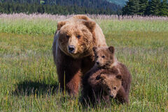 Brown Bear  and cubs Photo 150
